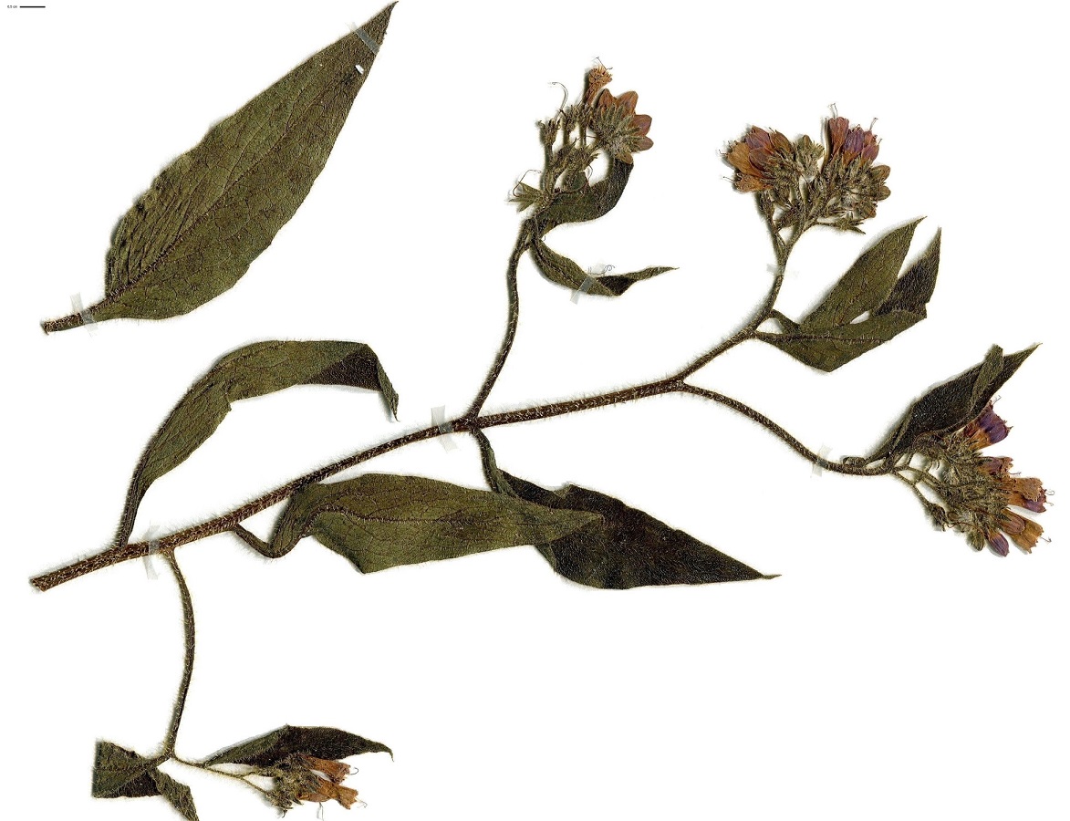 Symphytum x uplandicum (Boraginaceae)
